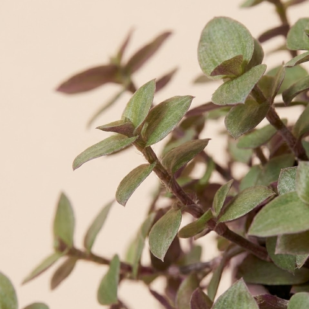 Turtle Vine (Callisia repens)