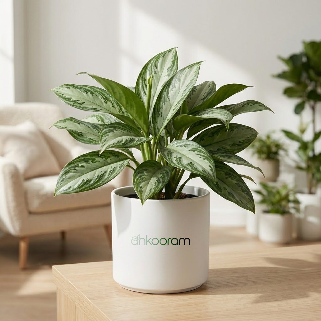 Aglaonema Manila Beauty