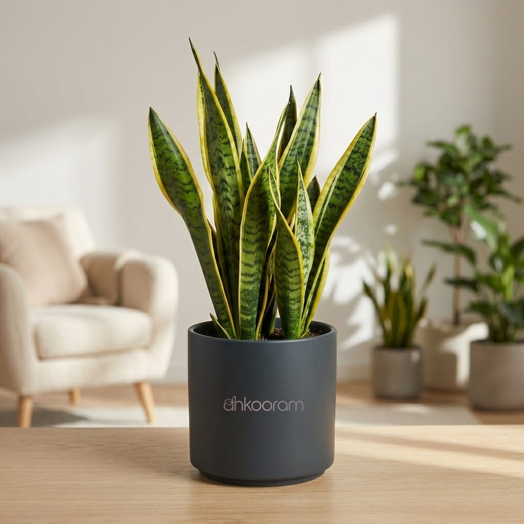Snake Plant – Golden