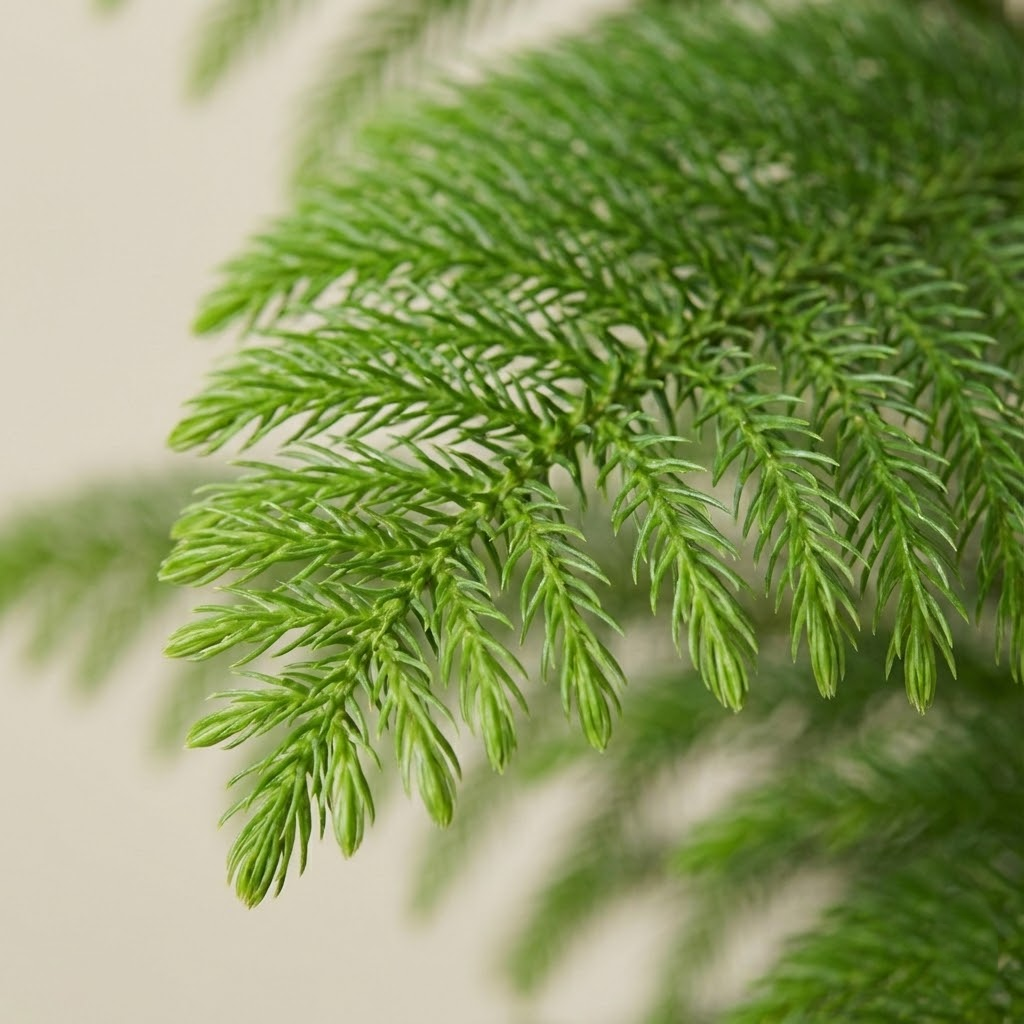 Indian Christmas Tree (Araucaria)