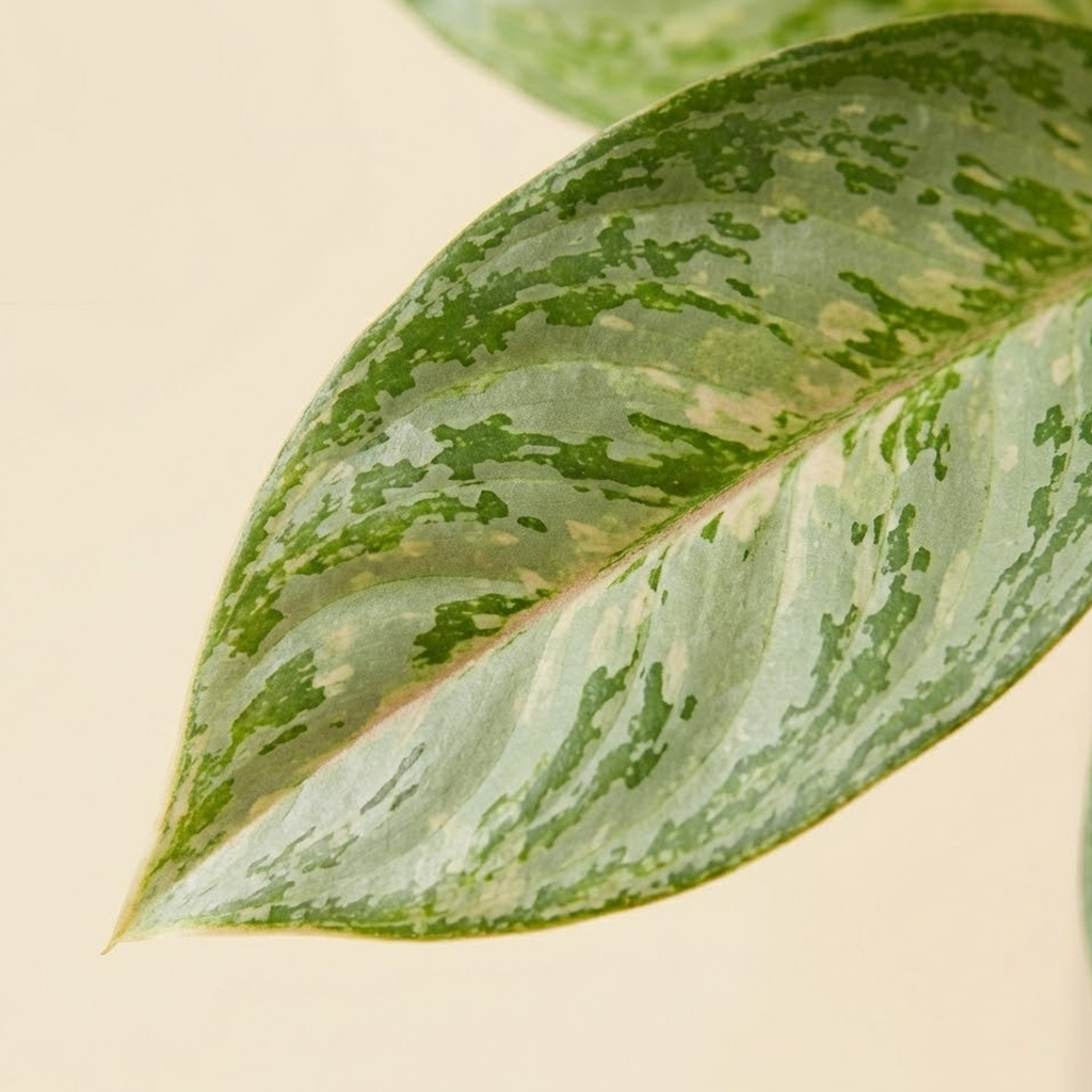 Aglaonema 'Butterfly'