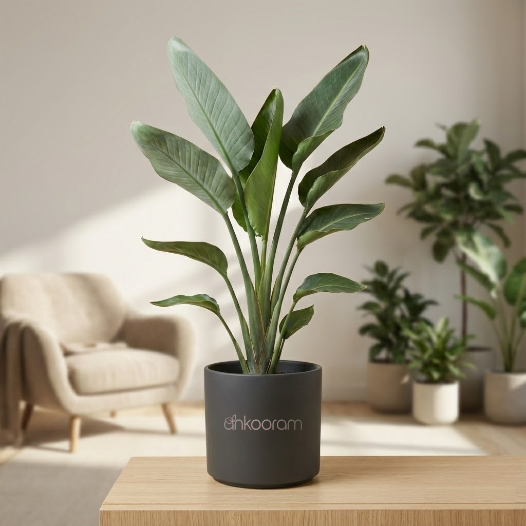 Bird of Paradise (Strelitzia)