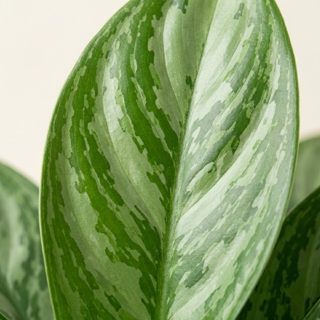 Aglaonema Stripes