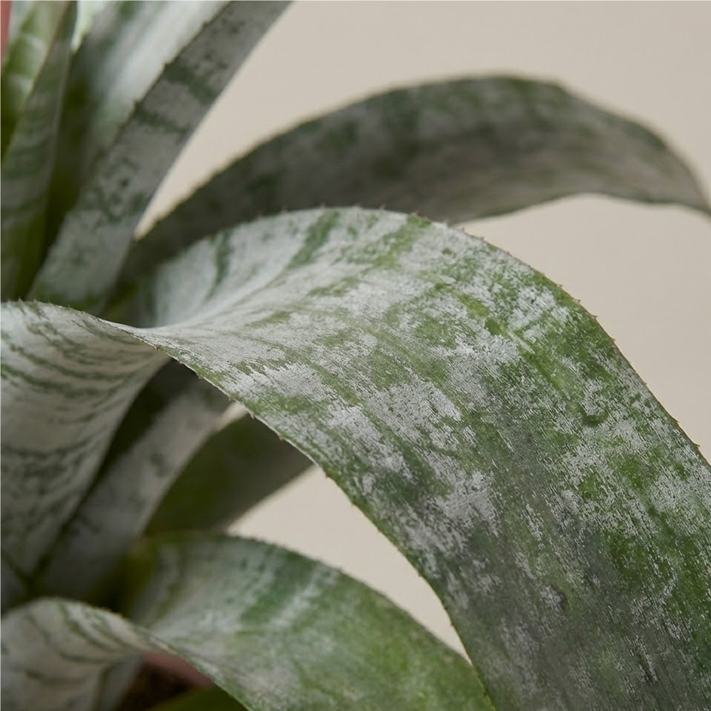 Aechmea Fasciata Plant