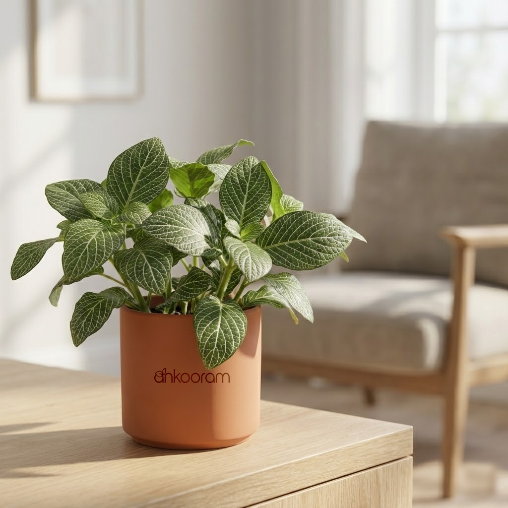 Big Leaf Fittonia Plant