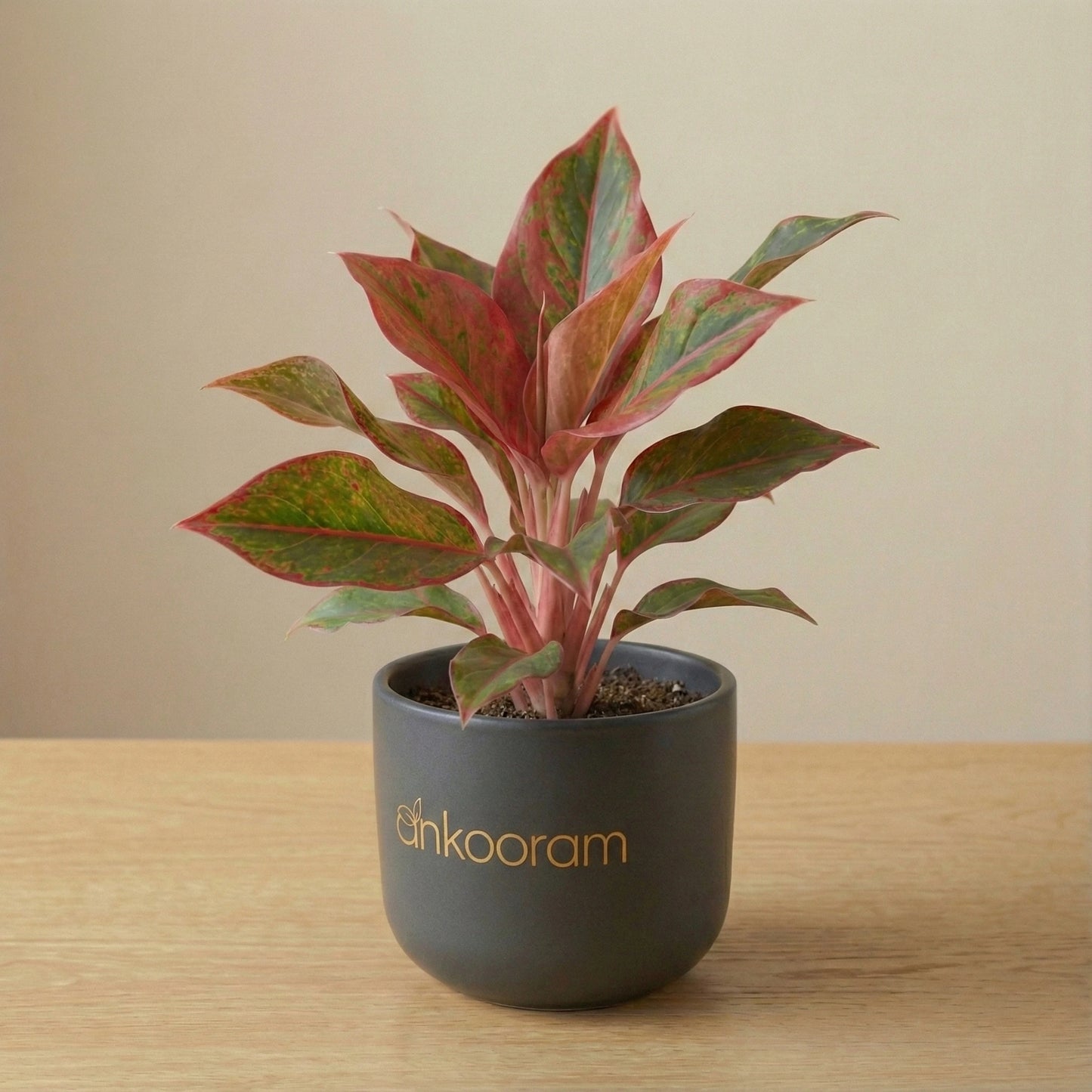 Aglaonema Red Valentine Plant