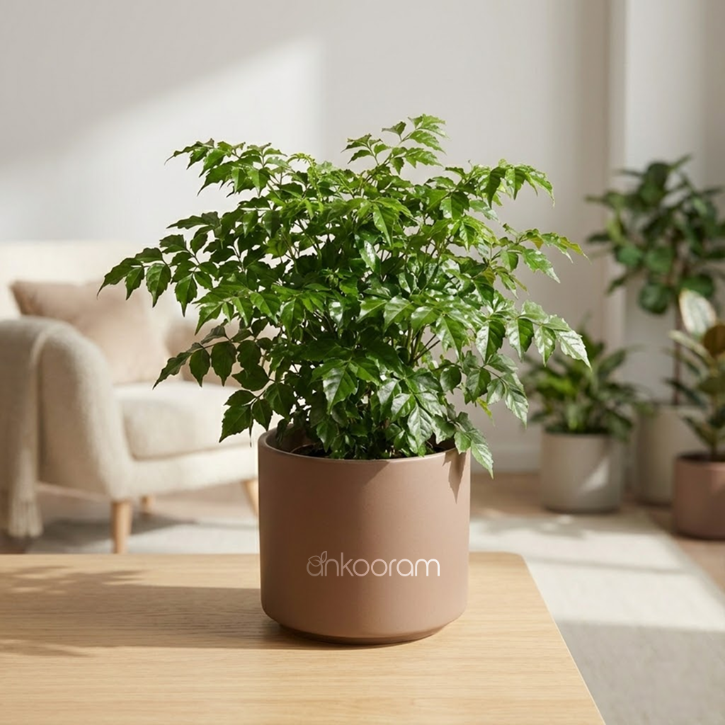 China Doll Plant
