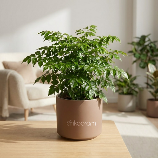 China Doll Plant