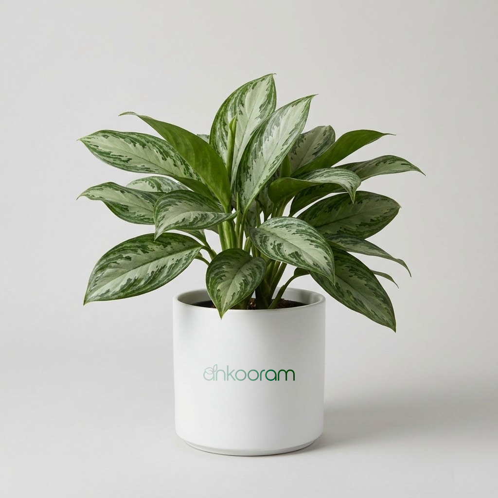 Aglaonema Manila Beauty