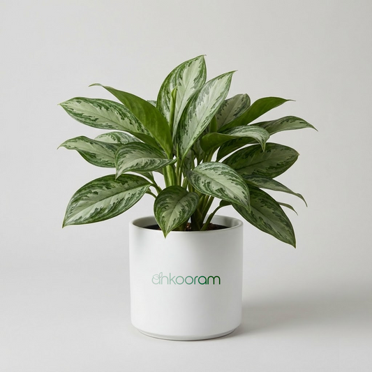 Aglaonema Manila Beauty