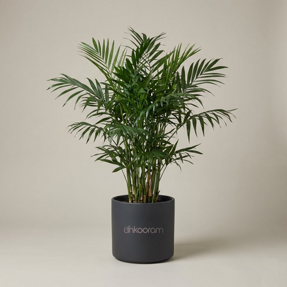 Bamboo Palm Plant