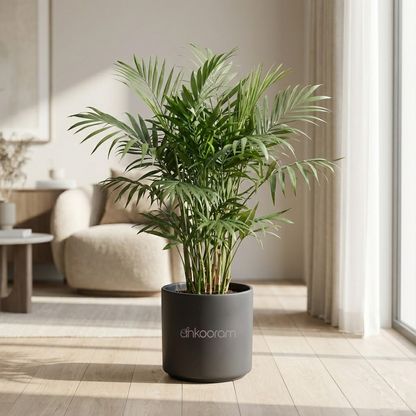 Bamboo Palm Plant