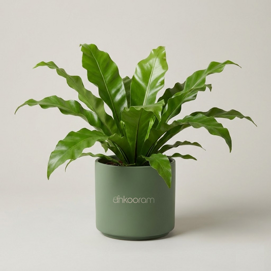 Bird's Nest Fern (Asplenium nidus)