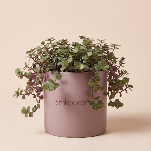 Turtle Vine (Callisia repens)