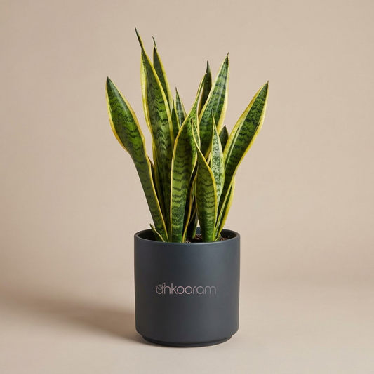 Snake Plant – Golden