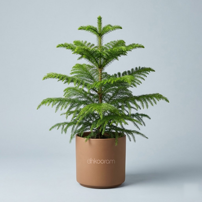 Indian Christmas Tree (Araucaria)