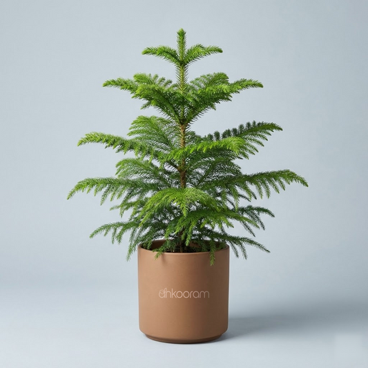 Indian Christmas Tree (Araucaria)