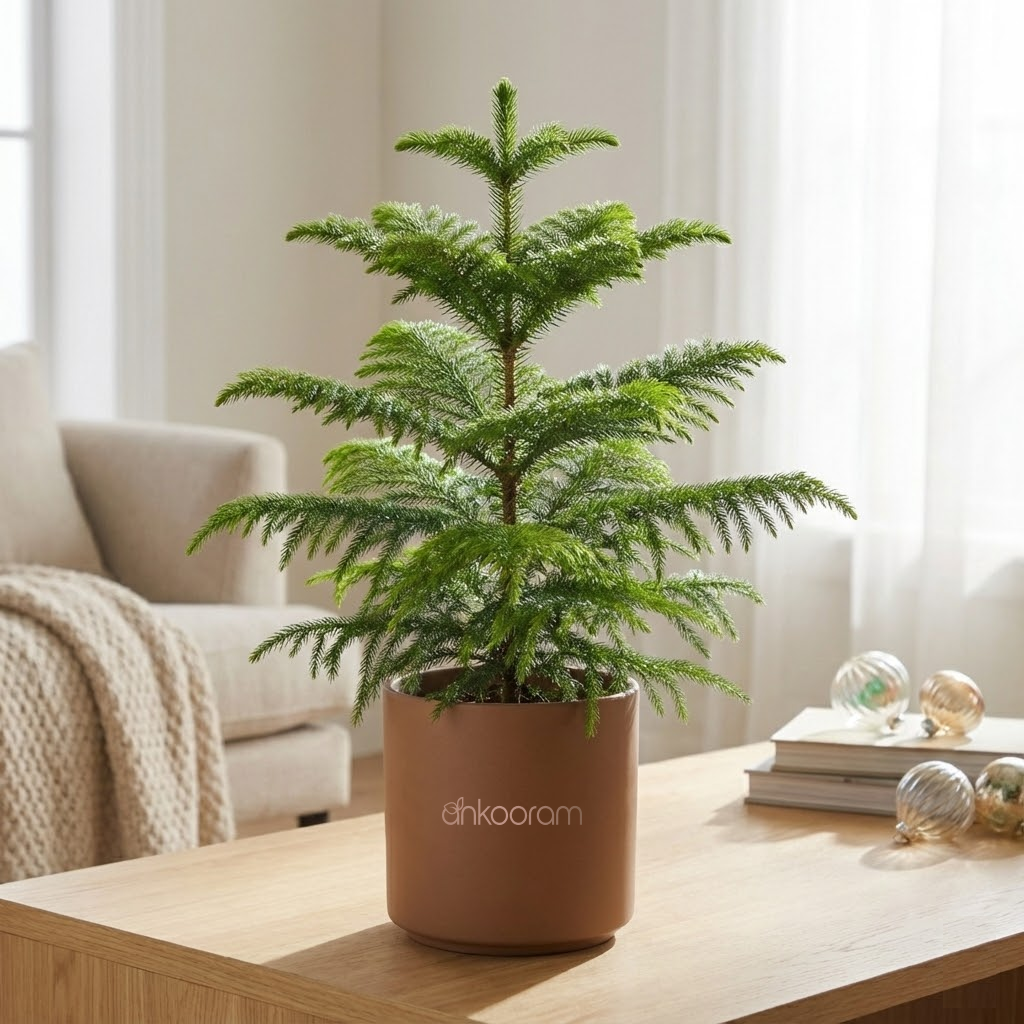 Indian Christmas Tree (Araucaria)