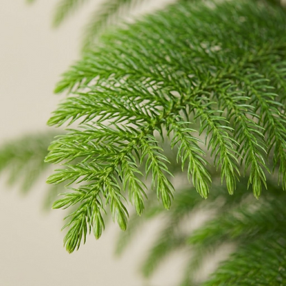 Indian Christmas Tree (Araucaria)