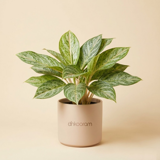 Aglaonema 'Butterfly'