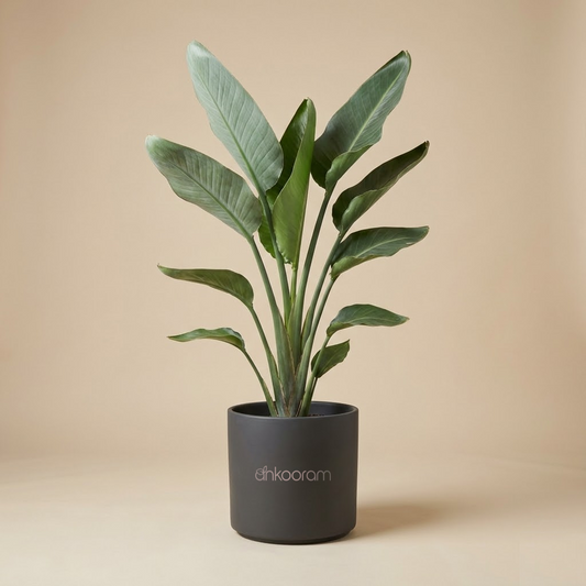 Bird of Paradise (Strelitzia)