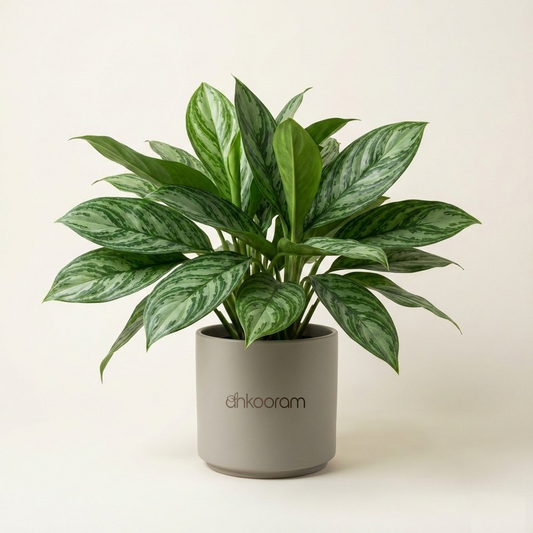 Aglaonema Stripes