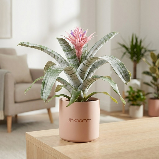 Aechmea Fasciata Plant