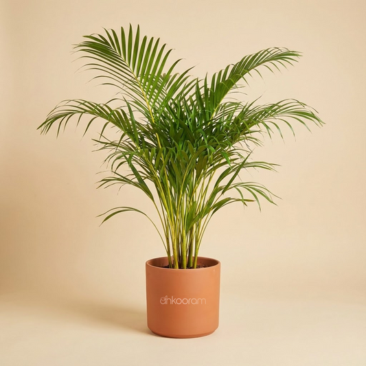 Areca Palm Plant