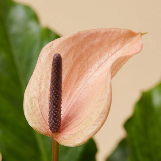 Anthurium Livium Plant
