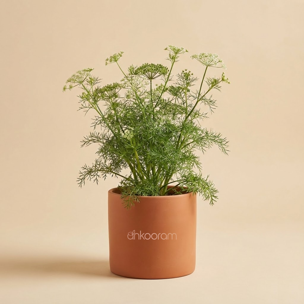 Ajwain Plant