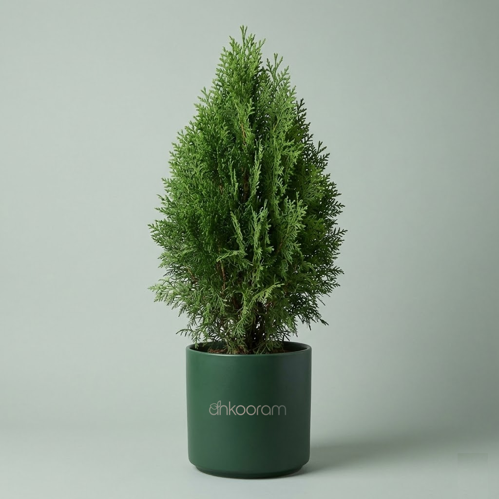 Thuja Plant