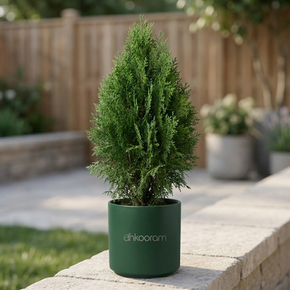 Thuja Plant