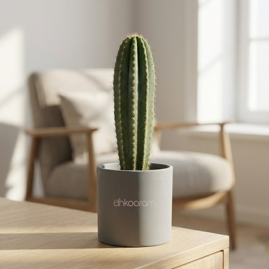 Cactus Plant – Elongated