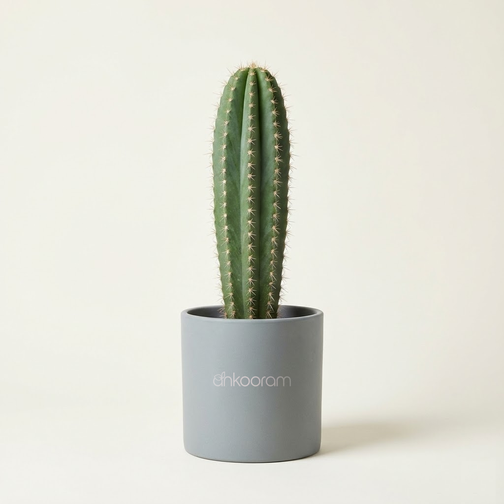 Cactus Plant – Elongated