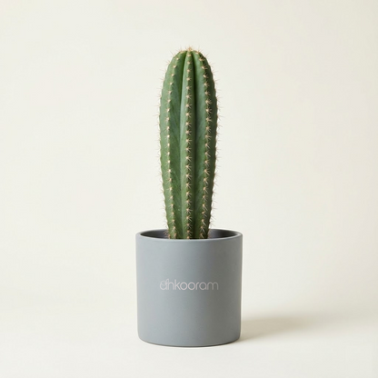 Cactus Plant – Elongated