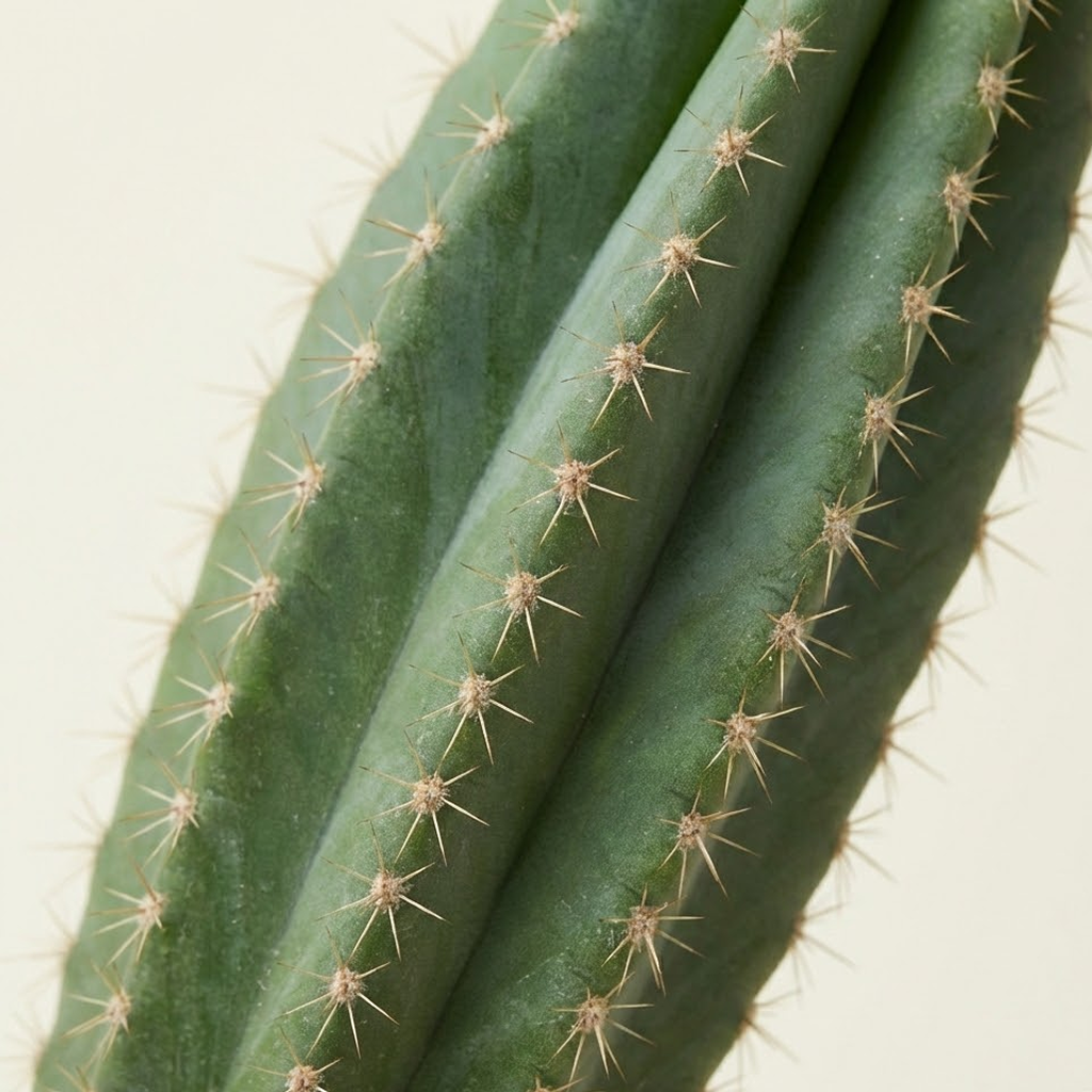 Cactus Plant – Elongated