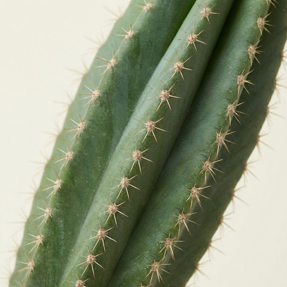 Cactus Plant – Elongated