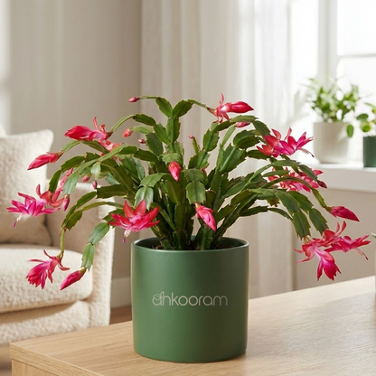 Christmas Cactus