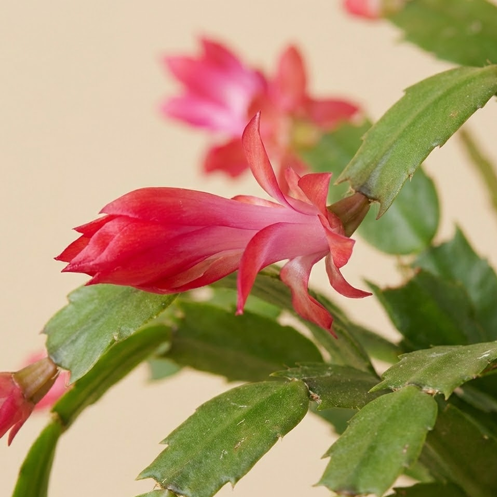 Christmas Cactus