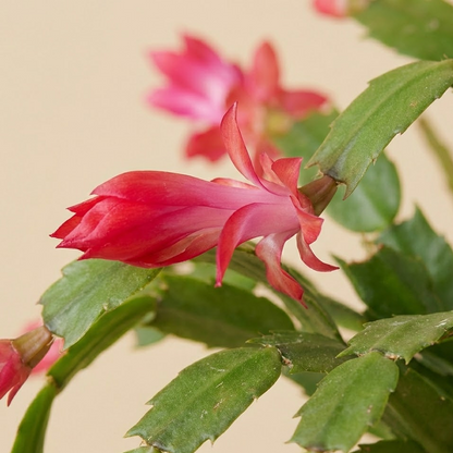 Christmas Cactus