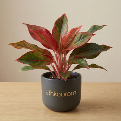 Aglaonema Red Valentine Plant