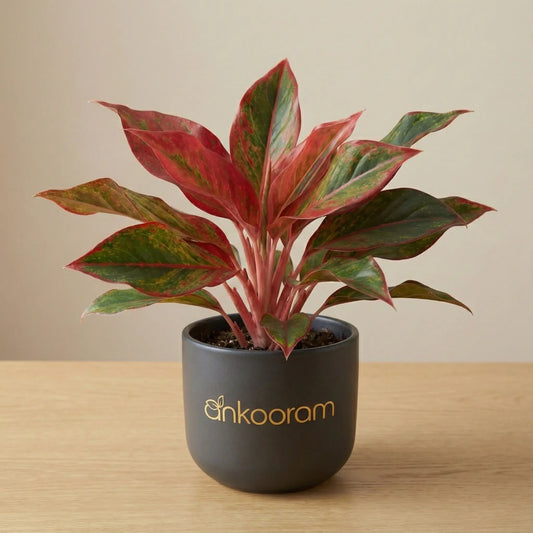 Aglaonema Red Valentine Plant