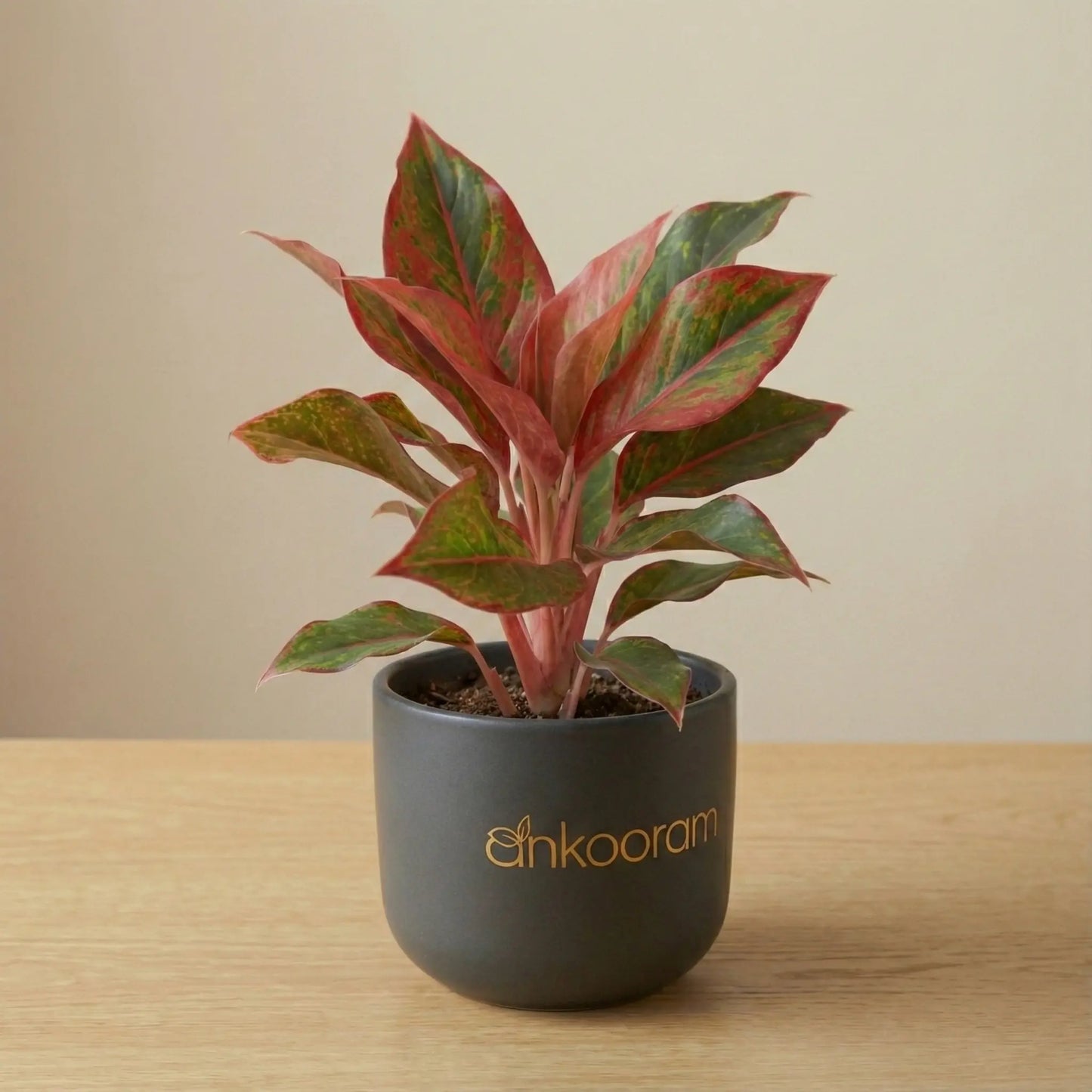 Aglaonema Red Valentine Plant