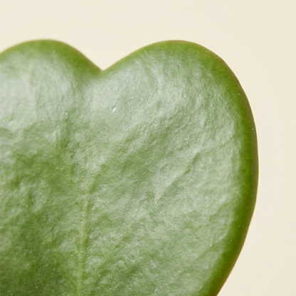 Heart Hoya Plant (Hoya kerrii)