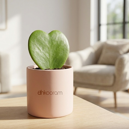 Heart Hoya Plant (Hoya kerrii)