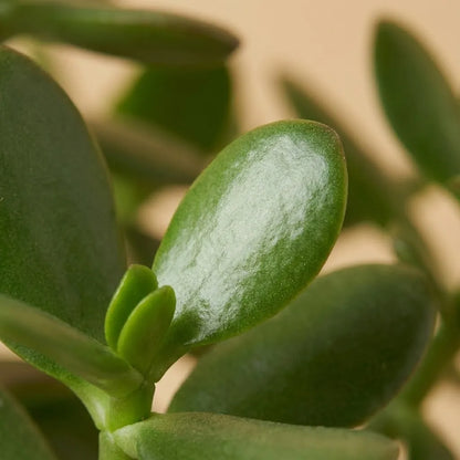 Crassula Ovata