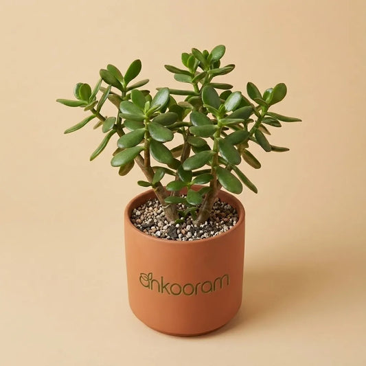 Crassula Ovata